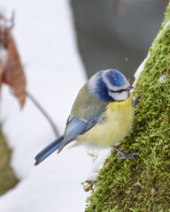 Titbird in the snow