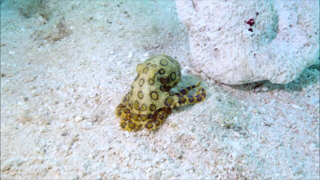 A large southern blue ringed octopus (Hapalochlaena maculosa) running across the white seafloor, full of sand and shells. The creature is extremely fast and agile despite its long and awkward limbs.