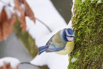 Titbird in the snow