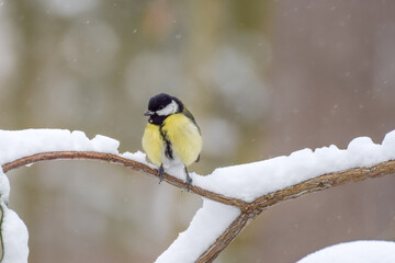 Titbird in the snow