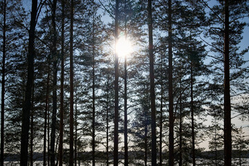 Sun shine through pine trees