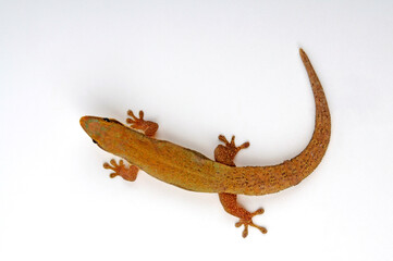 Modest Day Gecko from Madagascar // Taggecko aus Madagaskar (Phelsuma modesta leiogaster)