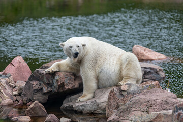 Large polar bear lying down on some rocks by the water