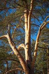 old pinus sylvestris pine tree