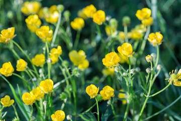 Selective focus. Yellow buttercup flowers in spring on the green natural background.