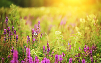 Lilac wildflowers in the meadow and the Podalirii butterfly. Sunny beautiful summer meadow.
Selective artistic focus