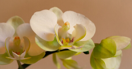 Orchids