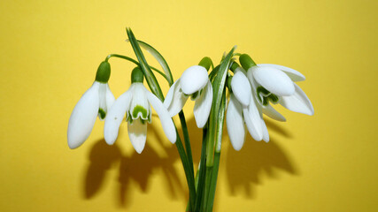 five buds of small white snowdrops stand in the center on a yellow background, side view . first spring flowers