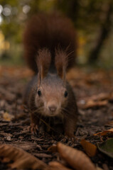 pretty squirrel in park eating and playing among leaves