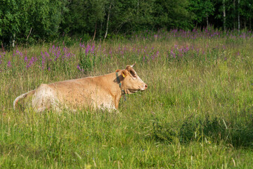 Pale brown cow lying down in a lush green pasture