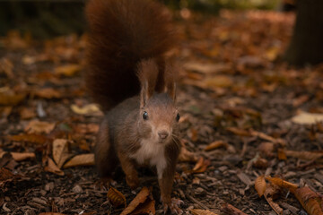 pretty squirrel in park eating and playing among leaves