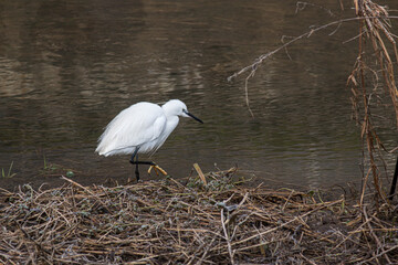 Little Egret stalking the banks of the River Ouse in Milton Keynes