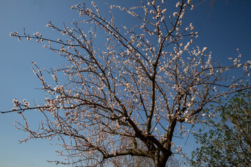 Photography of Almond trees with flowers blooming on the branch of tree , Spring time,Italy