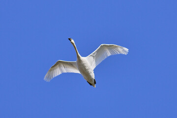 fliegender Schwan