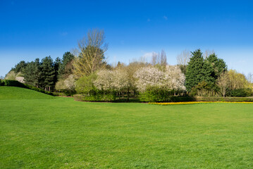 Fototapeta na wymiar Cathedral of Trees in Milton Keynes, spring photo with blossom