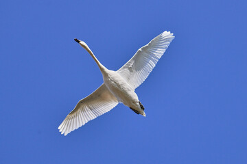 fliegender Schwan