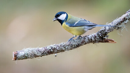 Great tit (Parus major) on a branch