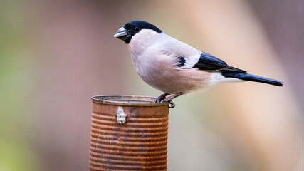 Female Eurasian bullfinch (Pyrrhula pyrrhula) sitting on a branch with negative space