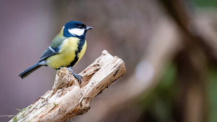 Great tit (Parus major) on a branch