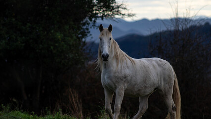 Naklejka na ściany i meble beautiful horse in the forest at sunset with mountains