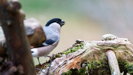 Female Eurasian bullfinch (Pyrrhula pyrrhula) sitting on a branch with negative space