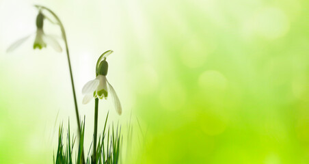 schneeglöckchen als symbol für frühlingserwachen