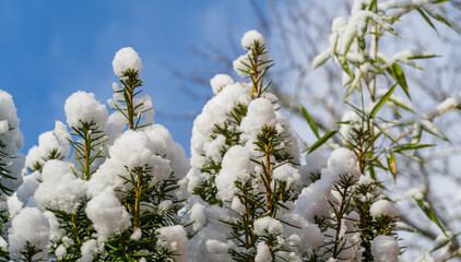 Close-up of Yew Taxus baccata Fastigiata Aurea (English yew, European yew) covered with white fluffy snow. Selective focus. Nature concept for magic theme to New Year and Christmas