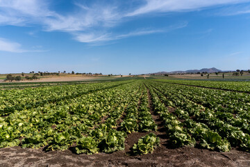 Fototapeta na wymiar Agricultural cultivated farm landscape with growing organic lettuce plants in rows