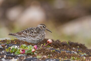 Purple sandpiper (Calidris maritima), a small bird with a long beak on the tundra