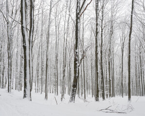 Snow covered forest with snowy beech and spruce trees. Monochromatic landscape, natural winter background