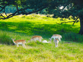 A few deer in a grassy clearing near a tree