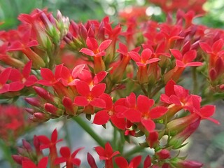 red tulips in garden
