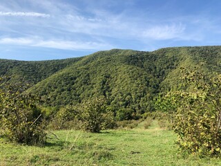 landscape with trees