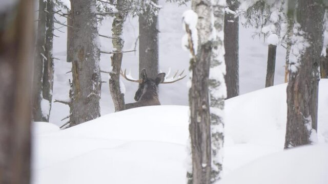 Large Moose fleeing quickly through snowy ground covering cold forest - Wide slow-motion tracking shot