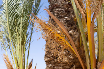 Closeup part of tropical palm branches on blue sky background, summer background with place for text