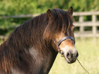 Naklejka premium Exmoor Stallion