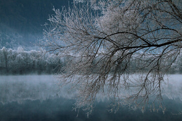 frozen tree on a magical winter lake