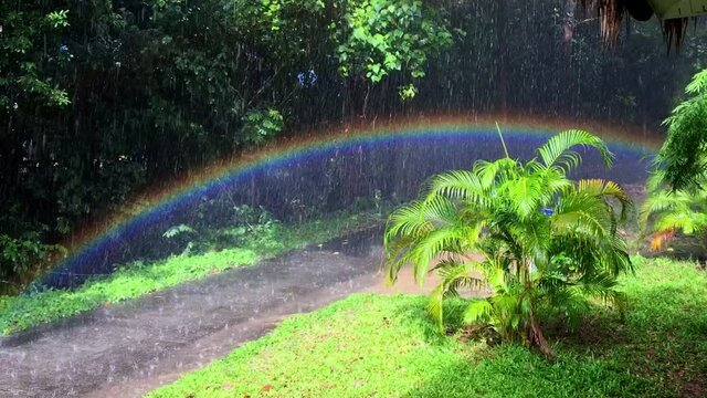 Rainbow during a rain in the garden at sunny day