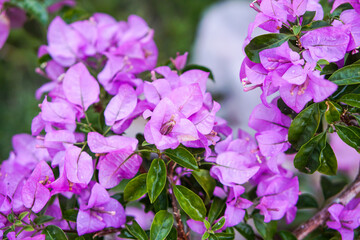 Close up and selective focus of Magenta bougainvillaea blooming bush with flowers. Mediterranean landscape summer concept. Copy space.