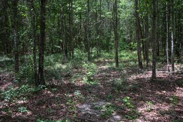 Forest scene with trees plants and summer foliage