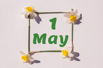 1 may. 1st day of the month, calendar date. Frame from flowers of a narcissus on a light background, pattern. View from above. Spring month, day of the year concept