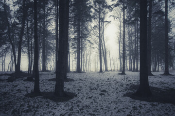 Morning fog in a snow-covered forest by the sea. Estonia - 417812065