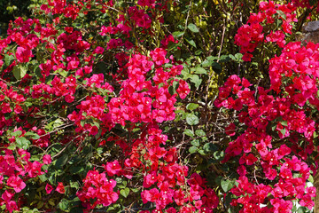 Close up and selective focus of Magenta bougainvillaea blooming bush with flowers. Mediterranean landscape summer concept. Copy space.