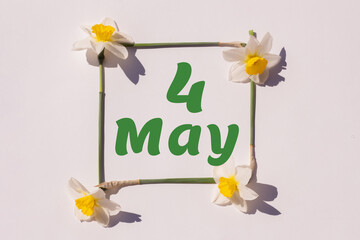 May4th. Day 4 of month, calendar date. Frame from flowers of a narcissus on a light background, pattern. View from above. Spring month, day of the year concept