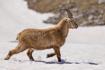 Alpine ibex running in the snow, Vercors, France
