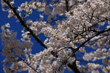cherry blossom in spring