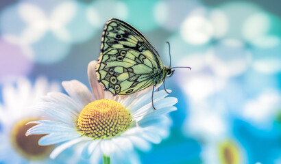 Galatea butterfly on a daisy flower in colorful highlights and bokeh