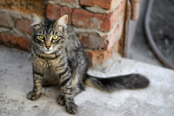gray cat on a brick wall background