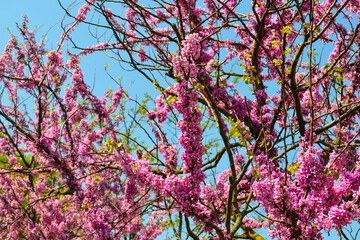 Bellissimi boccioli rosa fioriti sui rami dell'albero in primavera 
