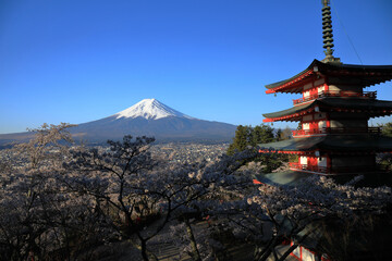 mountain and blossoms